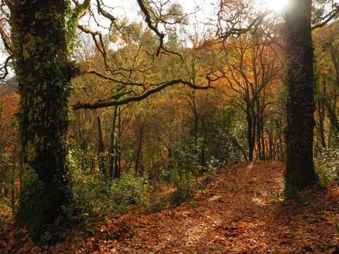Backlit forest Photos