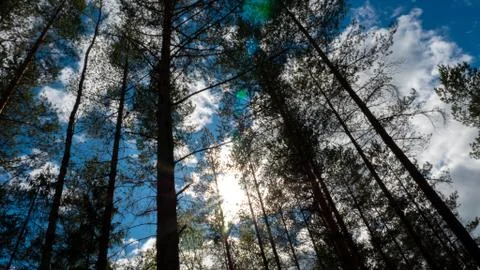 Backlit forest Stockfoto's
