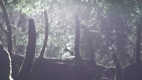 Backlit forest scenery 動画素材 86123695