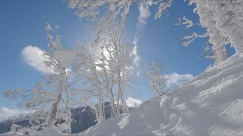 Backlit fresh snow falling from tree Japanese winter landscape Stock Footage 231674095