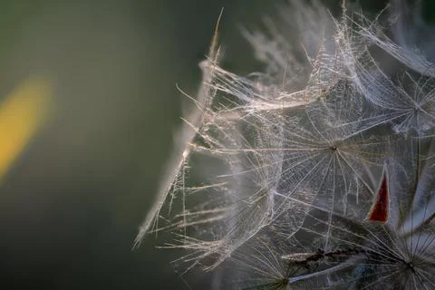 Backlit Goat's Beard Seed Head Macro Stock Photos