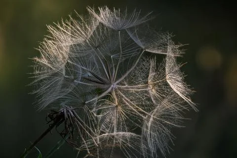 Backlit Goat's Beard Seed Head Macro Stock Photos