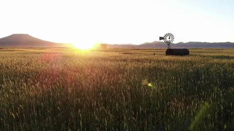 Backlit Golden Grass and Windmill at Sunset on Farm - Aerial Drone Stock Footage 114110417