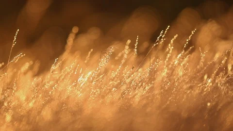 Backlit Golden Grass Видео 109237323