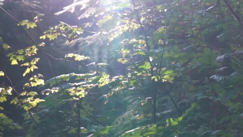 Backlit golden hour shot of tree branches and leaves Video stock 345051726