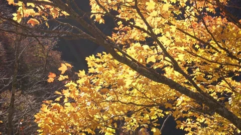 Backlit Golden Leaves in Forest Stock Footage 255249555