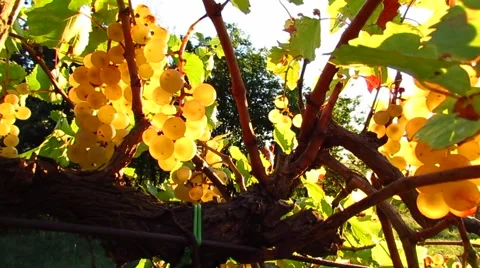 Backlit grape bunch Stock Footage 47581614