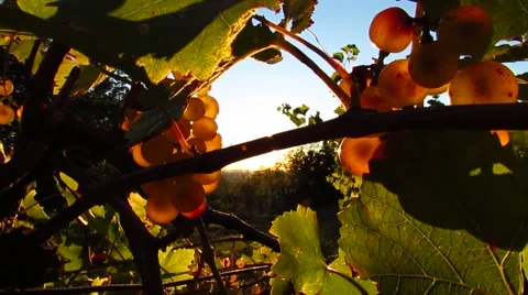 Backlit grape bunch Stock-Footage 47581910