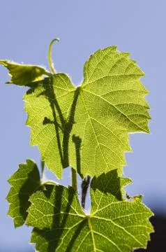 Backlit grape leaves Stock Photos