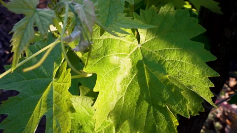 Backlit Grape Leaves at Sunset Stock Footage 344953672