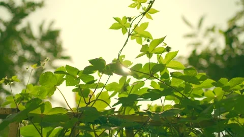 Backlit Grape Vine Leaves in Warm Amber Autumn Light Creating Dreamy Atmosphere Stock Footage 341912854