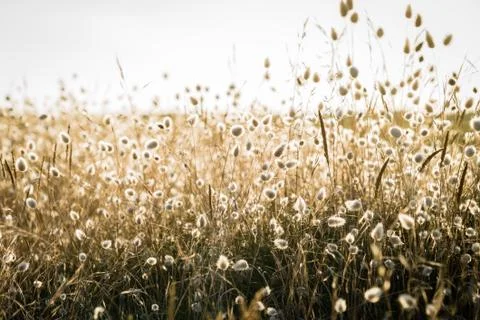 Backlit grass at the beach Foto stock