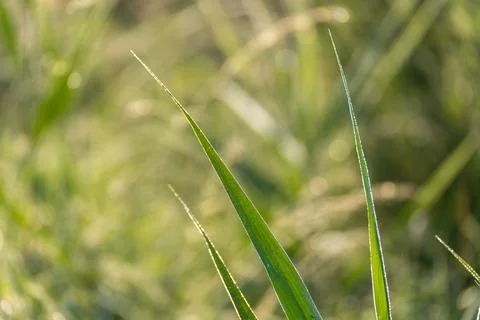 Backlit Grass Blade Tips Glow in Soft Morning Light Stock Photos
