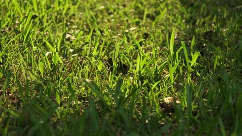 Backlit Grass Blades: Macro Close-up of Sparkling, Translucent Grass in Park Stock Footage 319400720