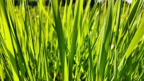 Backlit Grass Close-Up. Stock Footage 310014638