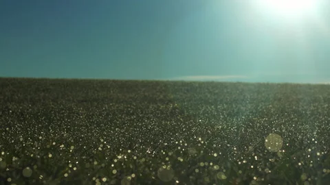 Backlit grass on field growing on corn field. Beautiful agricultural country Stock Footage 166619614