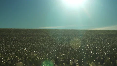 Backlit grass on field growing on corn field. Beautiful agricultural country Stock Footage 166625115
