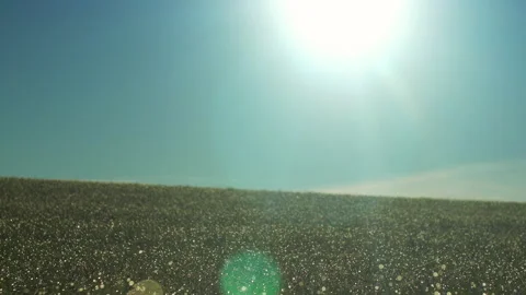 Backlit grass on field growing on corn field. Beautiful agricultural country Stock Footage 166625411
