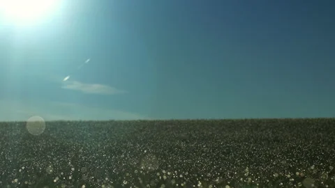 Backlit grass on field growing on corn field. Beautiful agricultural country Stock Footage 166627305