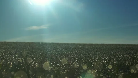 Backlit grass on field growing on corn field. Beautiful agricultural country Stock Footage 166646598