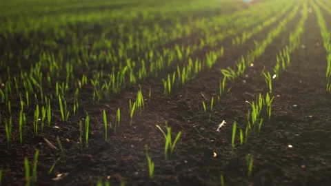 Backlit grass on field growing on spring corn field. Beautiful countryside Stock Footage 153946179