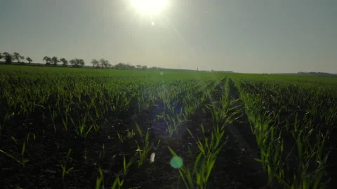 Backlit grass on field growing on spring corn field. Beautiful countryside Stock Footage 153946924