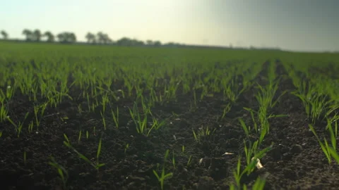 Backlit grass on field growing on spring corn field. Beautiful countryside Stock Footage 153948346