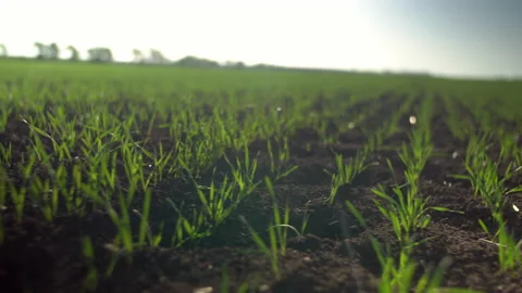 Backlit grass on field growing on spring corn field. Beautiful countryside Stock Footage 153948879