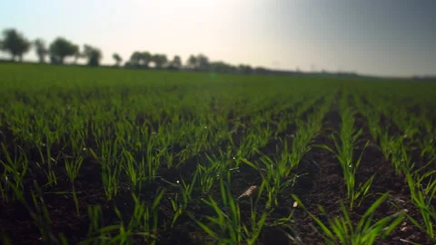 Backlit grass on field growing on spring corn field. Beautiful countryside Stock Footage 153949474