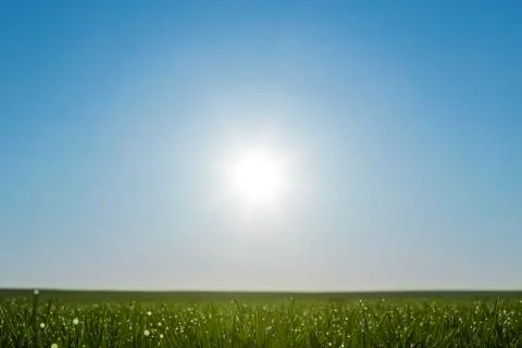 Backlit grass on field growing on spring corn field.  Foto stock