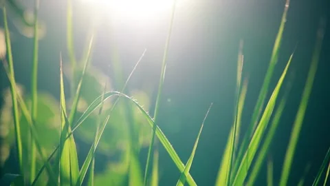Backlit Grass Footage Under Summer Sunlight Video stock 339312021