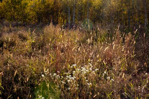 Backlit grass in the forest, warm light at sunset Stock Photos