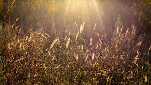 Backlit grass in the forest, warm light at sunset Stock Photos