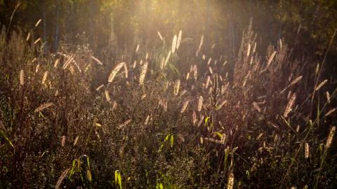 Backlit grass in the forest, warm light at sunset Stock Photos