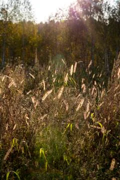 Backlit grass in the forest, warm light at sunset Stock Photos