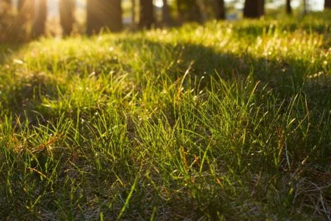 Backlit Grass Stock Photos