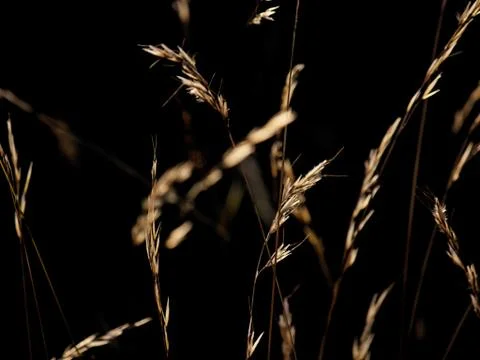 Backlit grass Stock Photos