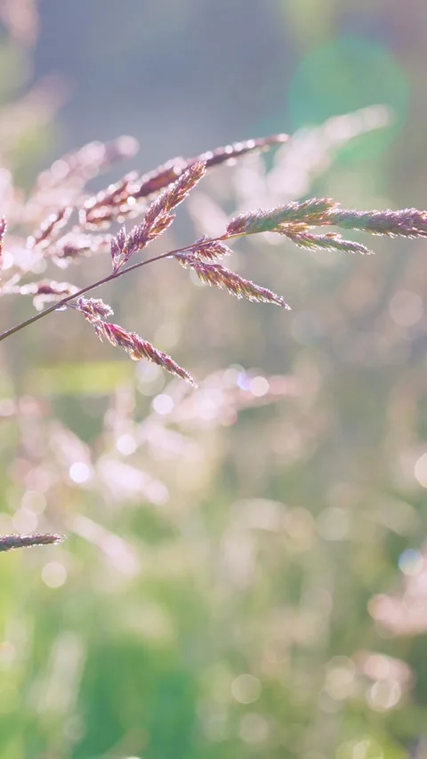 Backlit grass seed heads with sparkling dew and shifting highlights in pastel me Stock Footage 341883514