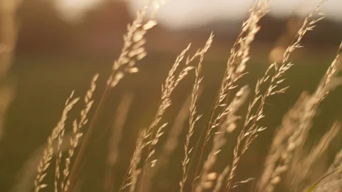 Backlit grass at sunset Stock Footage 270071961