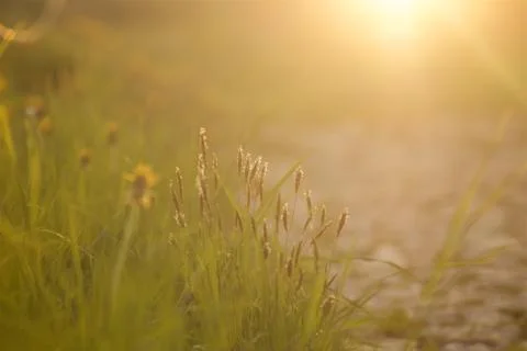 Backlit grass in the sunset Stock Photos