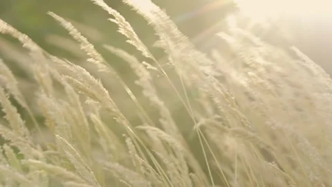Backlit grass swaying in sunlight Stock Footage 336465901