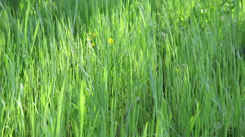 Backlit grass in wind Stock Footage 37978247