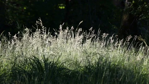 Backlit Grasses Moving in a Summer Breeze, North Pennines, UK Video stock 204080716