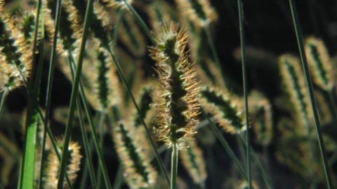 Backlit grasses waving closeup background out-of-focus Stock Footage 88917770