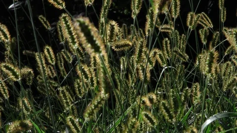Backlit grasses waving medium closeup background out-of-focus Stock Footage 88917818