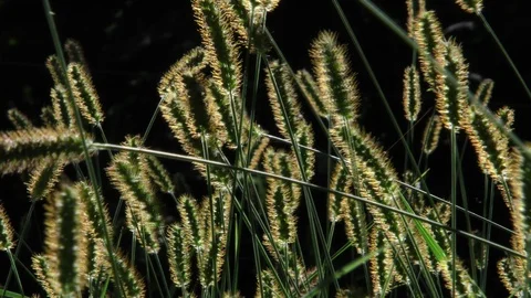 Backlit grasses waving medium closeup full focus Stock Footage 88917907