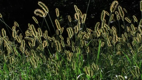 Backlit grasses waving in the wind full shot with light ray Stock Footage 88917767