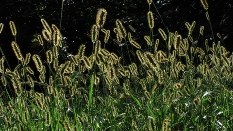 Backlit grasses waving in the wind full shot Stock Footage 88917947