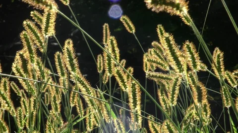 Backlit grasses waving in the wind medium shot Stock Footage 88918172
