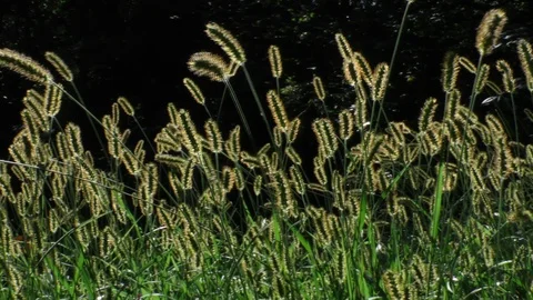 Backlit grasses waving in the wind pan wide shot Stock Footage 88918151